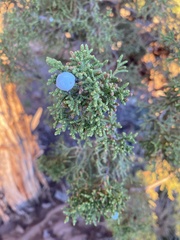Juniperus osteosperma