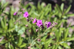 Mirabilis viscosa