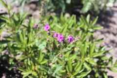Mirabilis viscosa