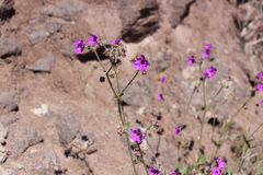 Mirabilis viscosa