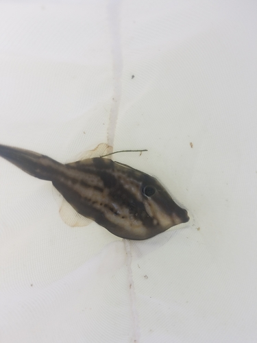 Aluterus schoepfii