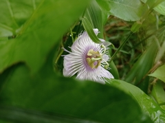 Passiflora ciliata