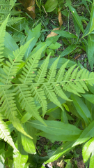 Macrothelypteris torresiana