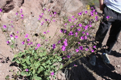 Mirabilis viscosa
