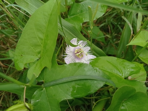 Image of Passiflora ciliata by (c) Arturo Benavides Mendoza, some rights reserved (CC BY)
