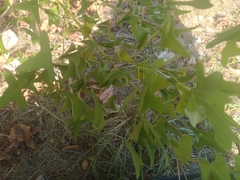 Erythrina herbacea