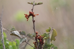 Palicourea rigida