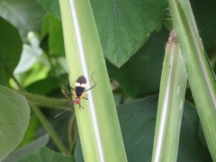 Hypselonotus interruptus
