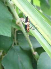 Hypselonotus interruptus