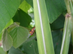 Hypselonotus interruptus
