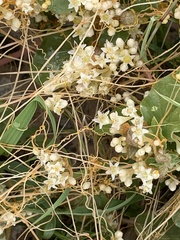 Cuscuta pentagona