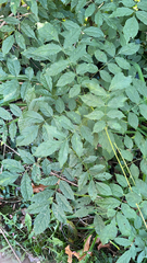 Wisteria sinensis