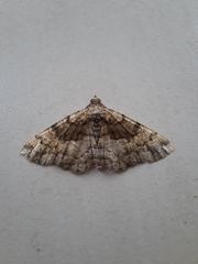 Peribatodes ilicaria