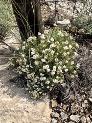 Zinnia acerosa