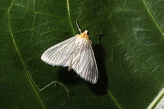 Syllepte striginervalis