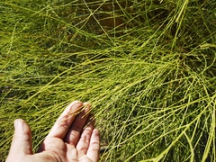 Retama monosperma