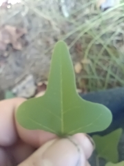 Erythrina herbacea