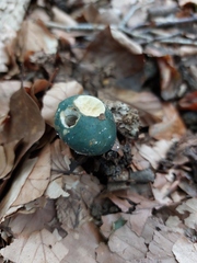 Stropharia aeruginosa