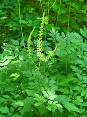 Actaea racemosa