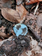 Stropharia aeruginosa