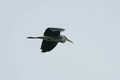 Ardea cinerea