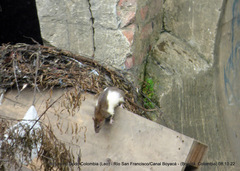 Rattus rattus