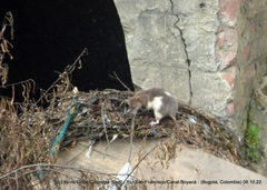 Rattus rattus