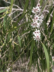 Agonis flexuosa