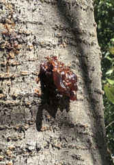 Amygdaloideae