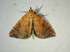 Eulithis testata