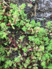 Illecebrum verticillatum