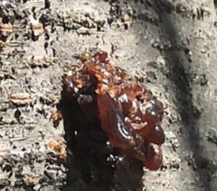 Amygdaloideae