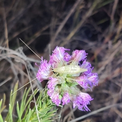 Oecanthus quadripunctatus
