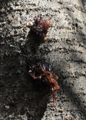 Amygdaloideae