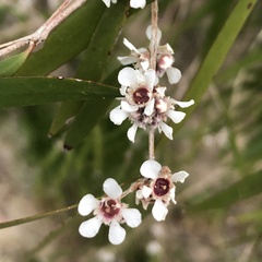 Agonis flexuosa