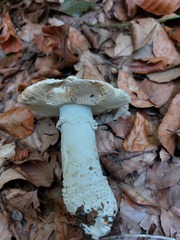 Amanita solitaria