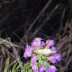 Oecanthus quadripunctatus