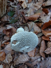 Amanita solitaria
