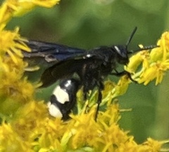 Scolia bicincta