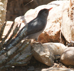 Hypsipetes madagascariensis