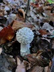 Amanita solitaria