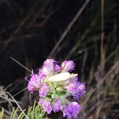 Oecanthus quadripunctatus