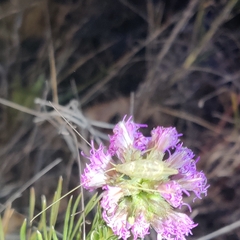 Oecanthus quadripunctatus