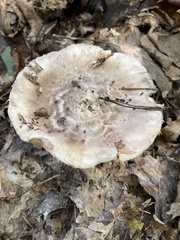 Tricholoma caligatum