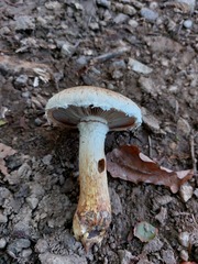 Hemipholiota populnea