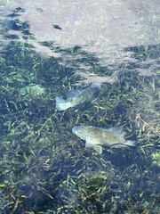 Oreochromis