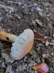 Hemipholiota populnea