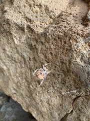 Araneus gemma