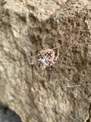Araneus gemma