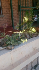 Senecio crassissimus